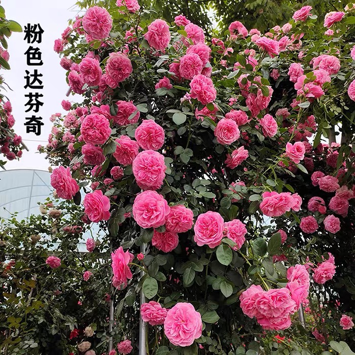粉色达芬奇藤本月季：阳台庭院里的四季浪漫，特大花浓香的秘密花园攻略