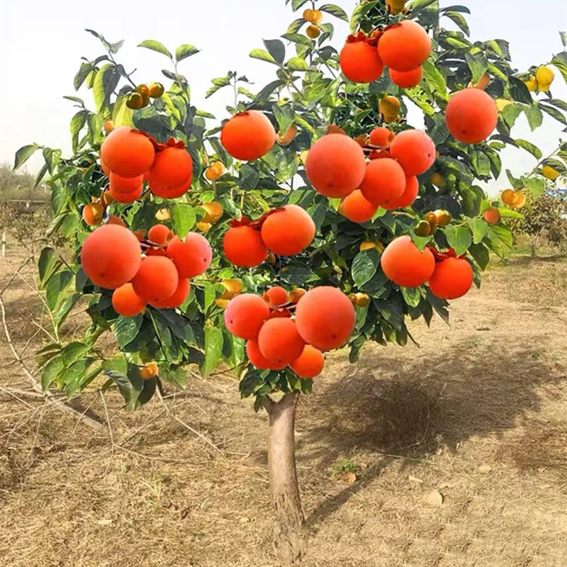 柿子树什么时候栽最合适？关键季节大揭秘