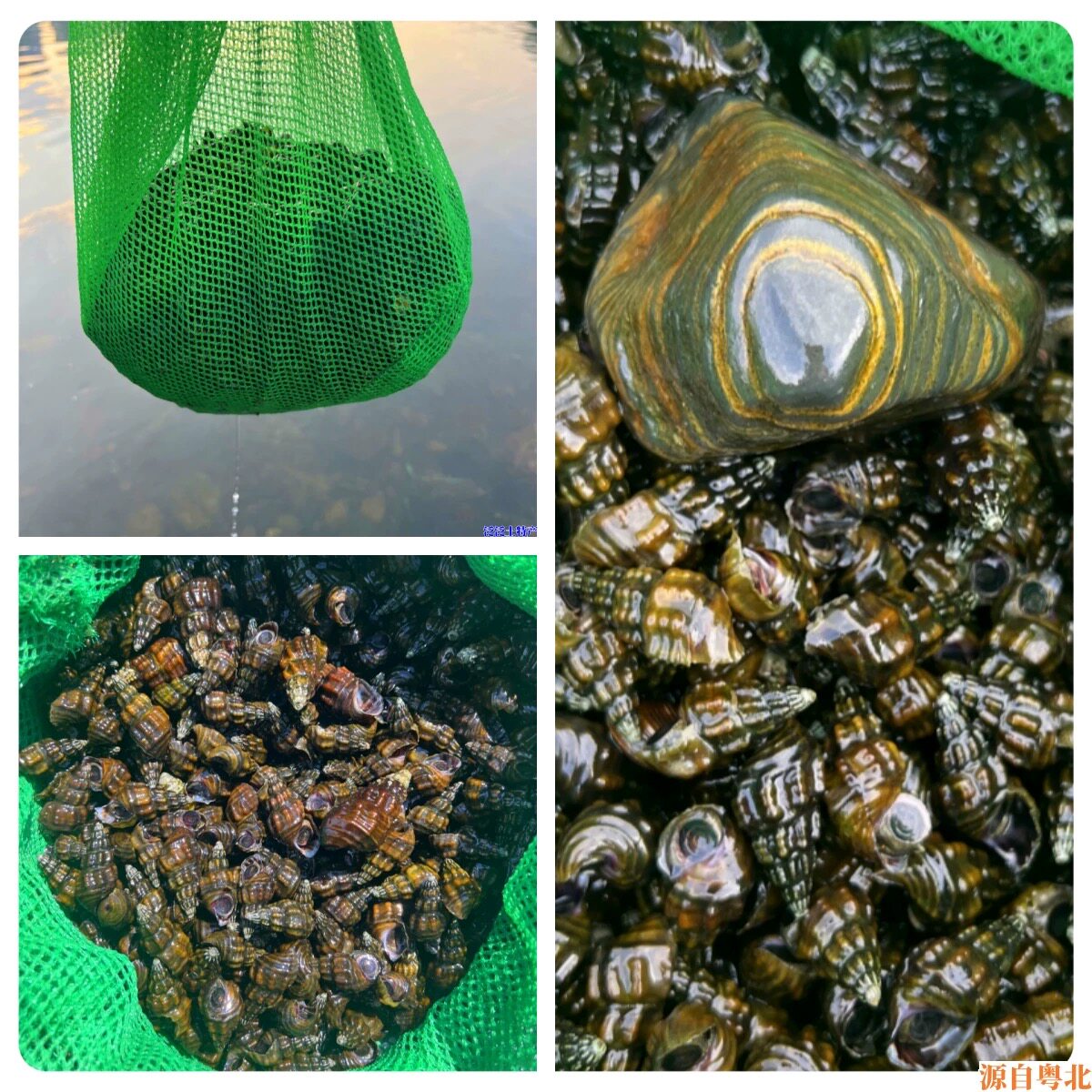 广东韶关的野生山坑螺有什么特别之处？