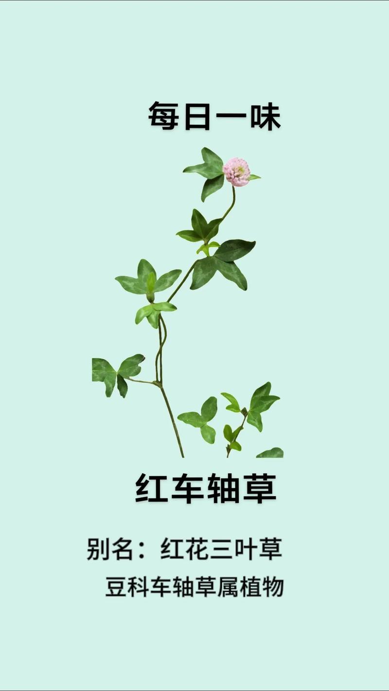 红车轴草价格,影响因素与市场行情