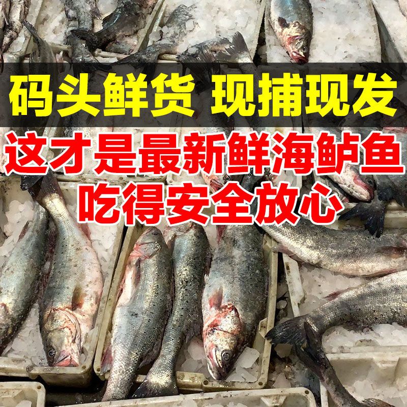 超大海鲈鱼：野生七星海鲈鱼，鲜美滋味，现捕现发，让你大呼过瘾！✨