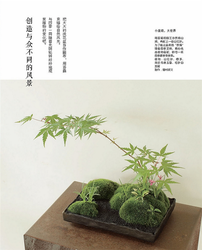 玩转苔藓新视界：六大名师手把手教你苔藓球与微景观制作