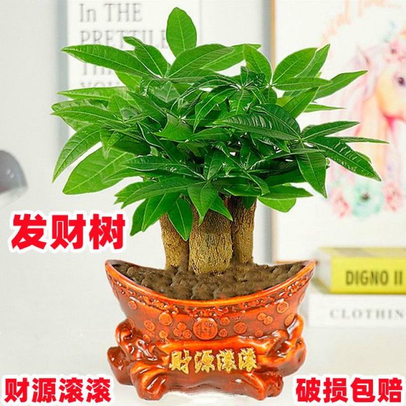 发财树水培植物：室内绿意的秘密武器，四季常青的桌面装饰