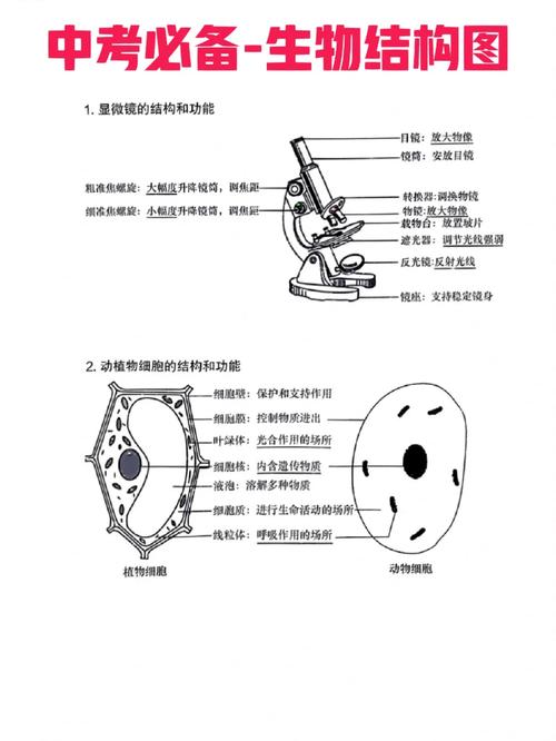 c语言结构体初始化