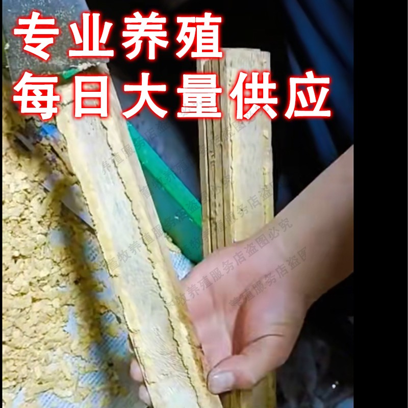 黑水虻虫卵养殖大揭秘：从零开始的蛋白虫豆渣育虫卵免费教学