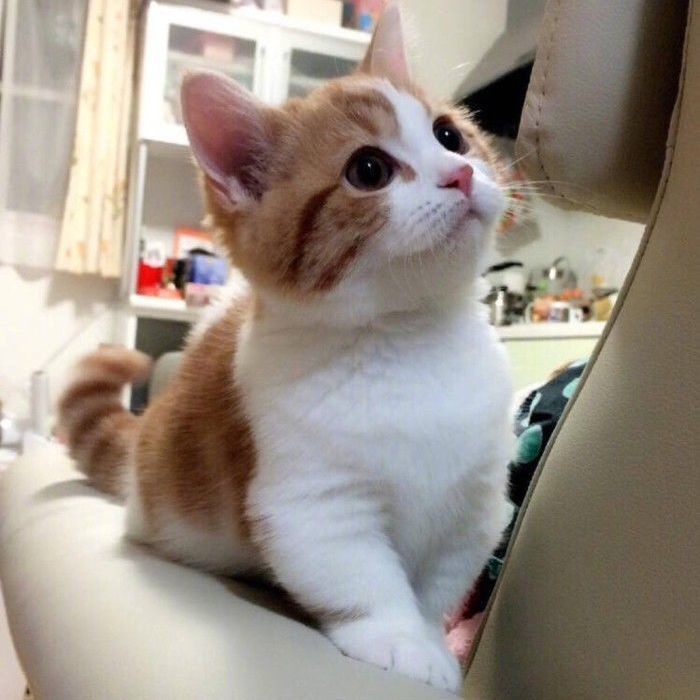 橘猫幼崽太萌了！中华田园猫狸花猫奶牛猫三花捕鼠小能手，谁看了不心动？