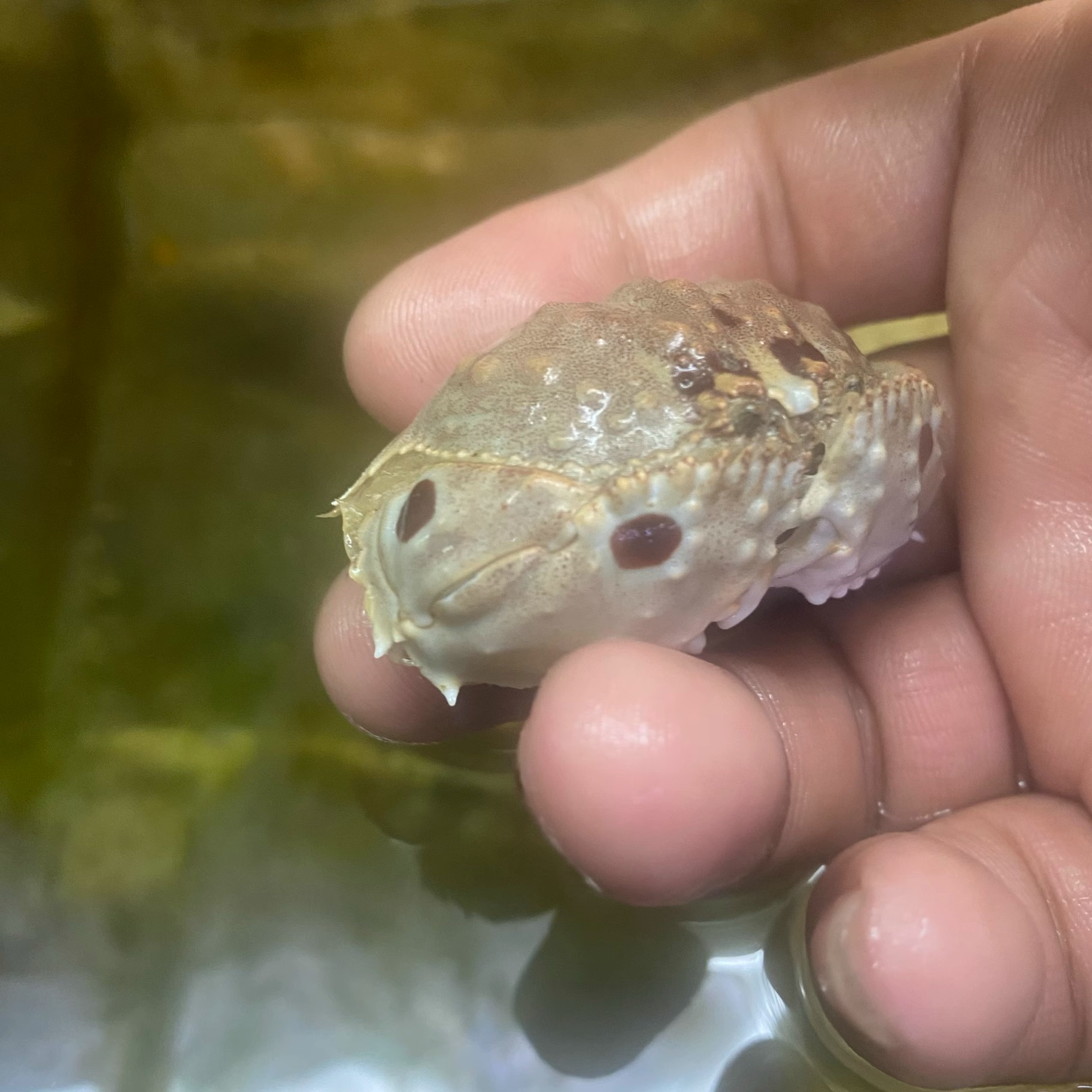 海缸活体逍遥馒头蟹翻沙蟹观赏蟹海水蟹抱老婆蟹：如何打造你的海底梦幻乐园？
