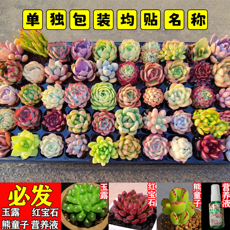 IAM园艺儿童种植小盆栽：让孩子们爱上阳台种菜的乐趣！