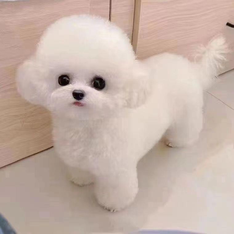 比熊混血超可爱狗狗：白色精品超萌网红迷你小型犬，家养必备的聪明小伙伴！