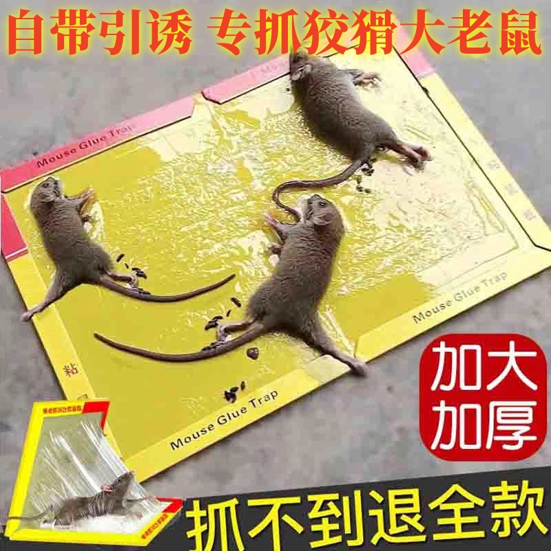 老鼠一窝端！强力粘鼠板，室内室外灭鼠神器，抓大老鼠也不怕！