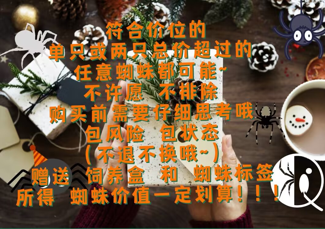 祁one纯种智利火玫瑰苗子：新手入门宠物蜘蛛，温顺漂亮的选择！