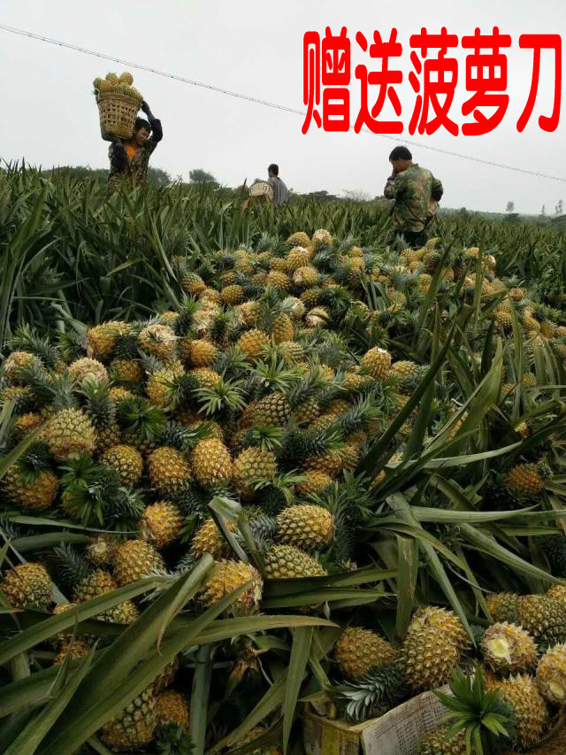 湛江徐闻菠萝10斤新鲜到家！这波水果暴击我直接原地封神