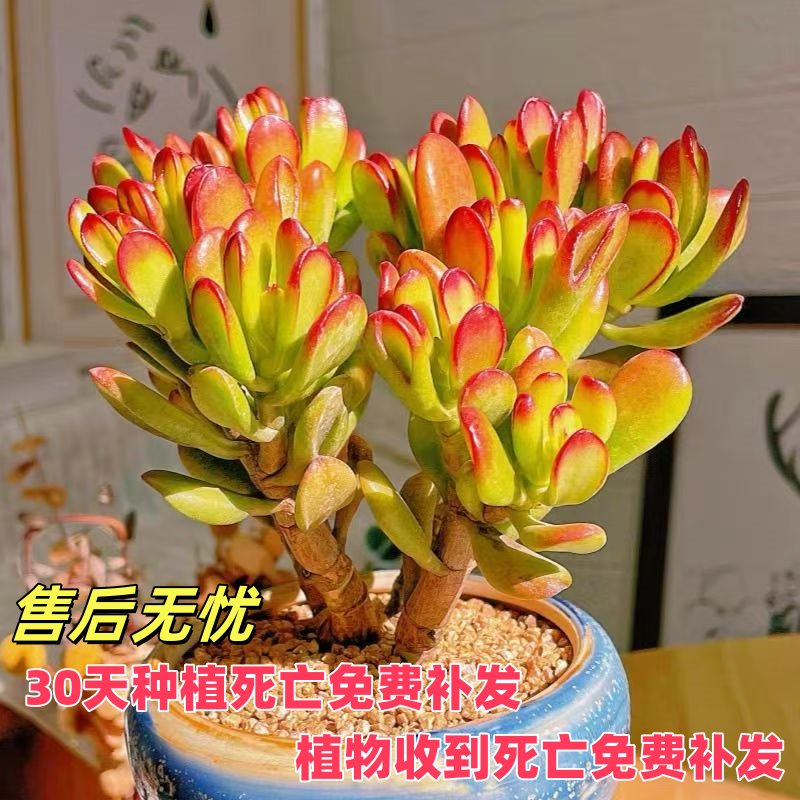 自然界的守护者：马蹄花森林大火后的重生与珊瑚的呼唤