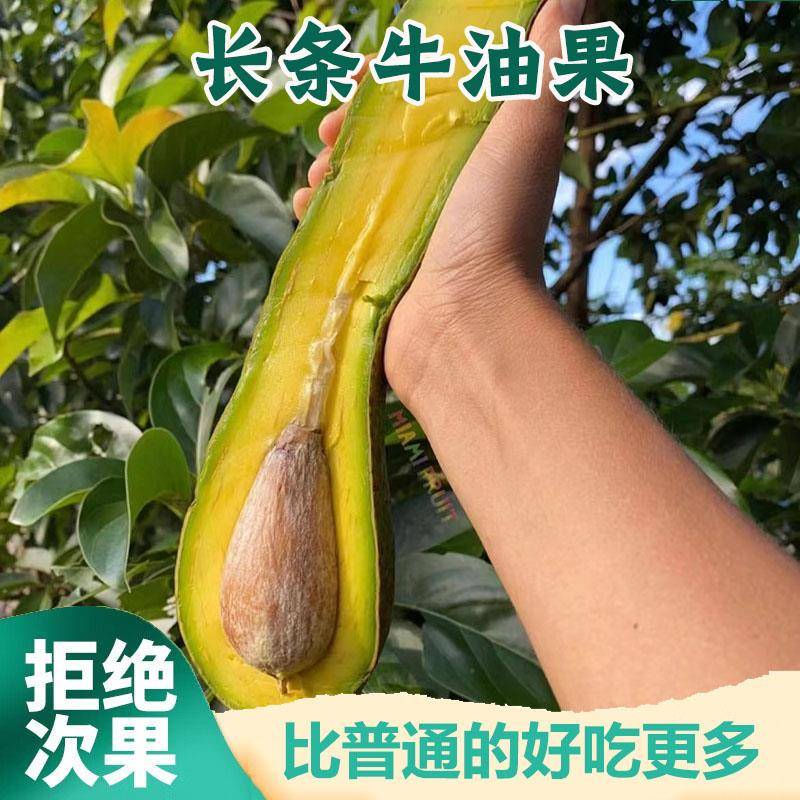 现货长条牛油果：巨无霸一级品克顿，新鲜直达家！