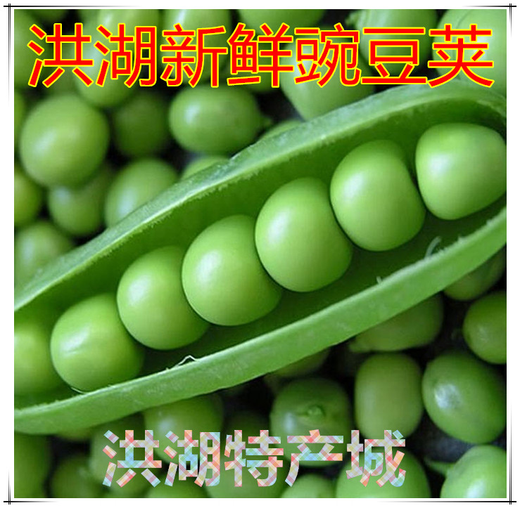 湖北农家新鲜蚕豆：春天的味道，带壳生蚕豆的田园诱惑