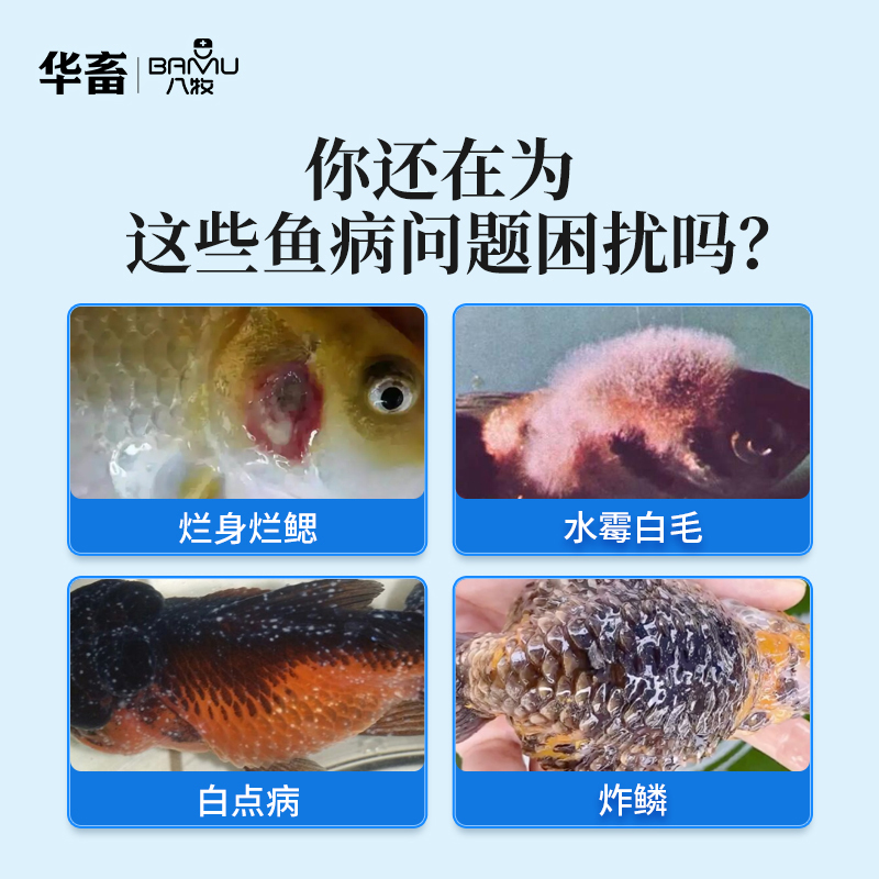 华畜白点净水族鱼缸水霉白毛烂身烂鳃观赏鱼急救指南！