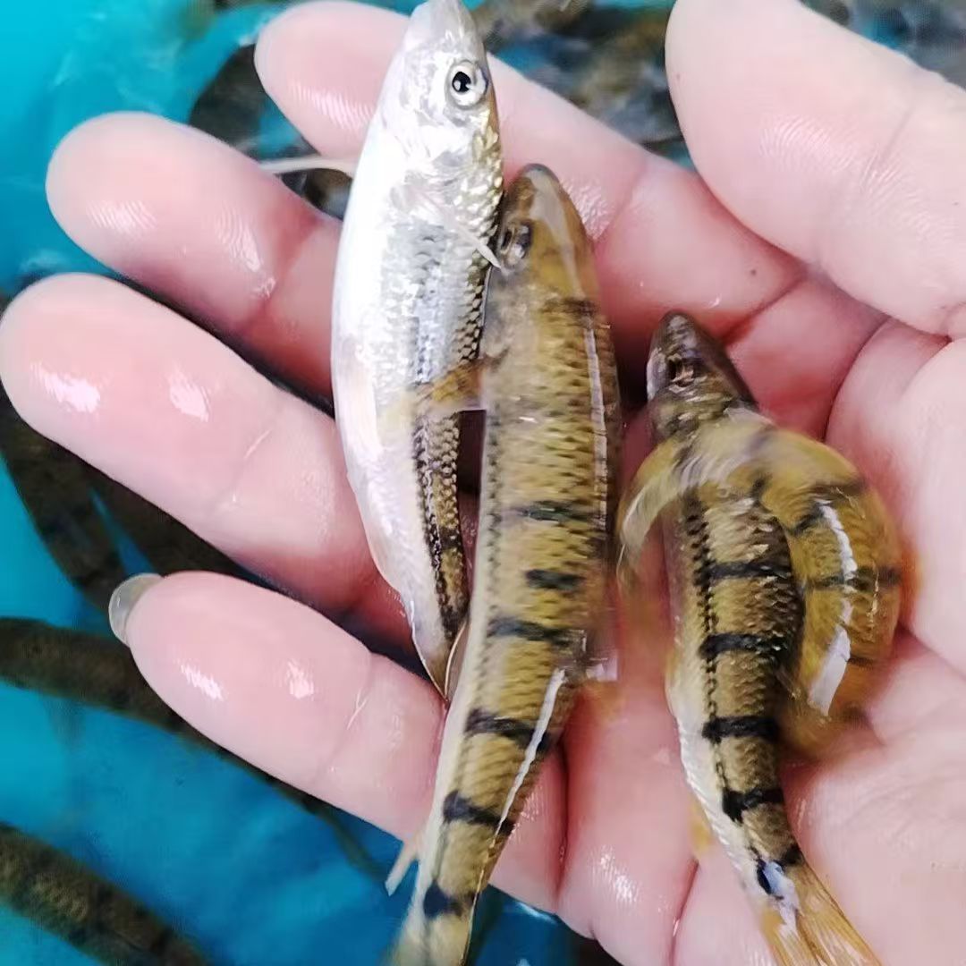 淡水溪石斑鱼：冷水观赏鱼中的耐活高手，原生态清水鱼苗的秘密