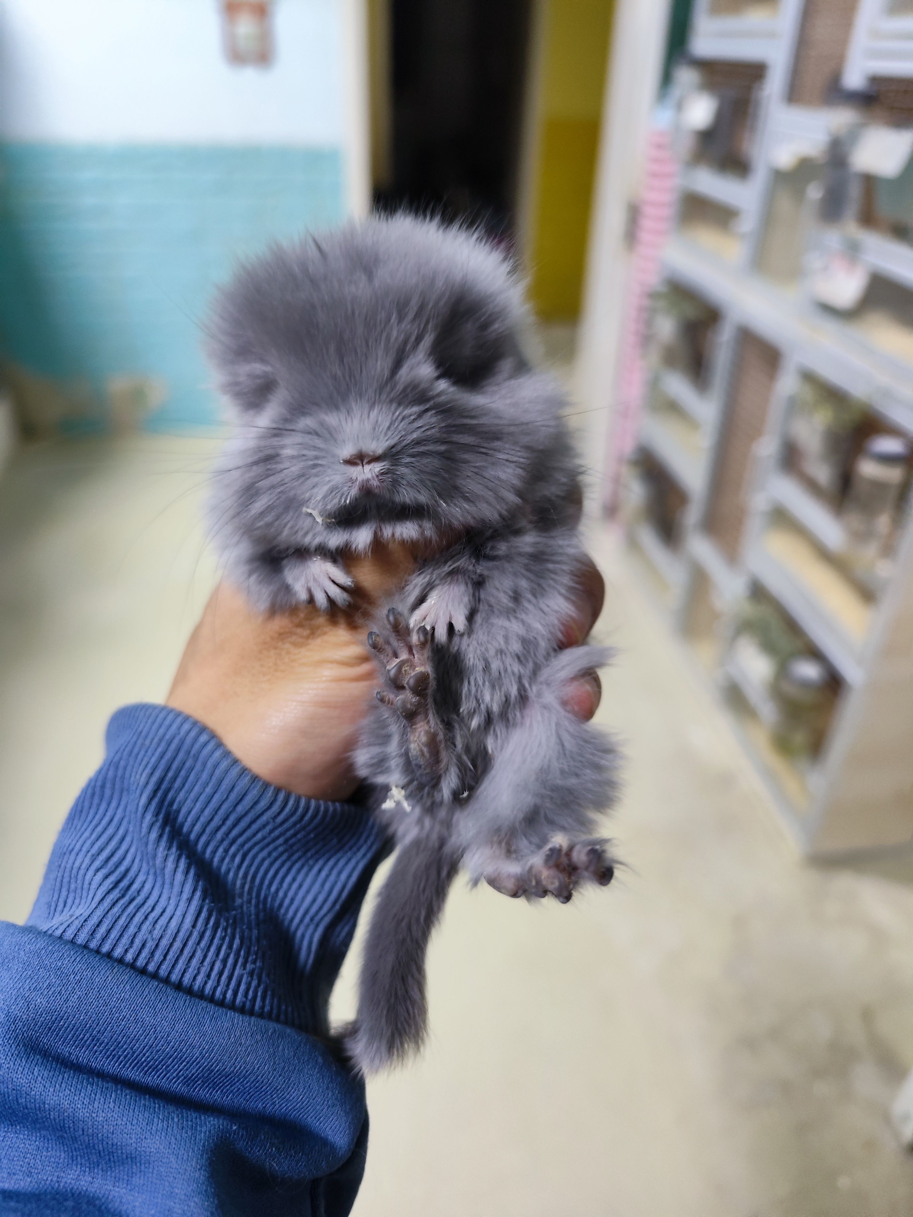 宠物龙猫活体：长毛丝绒中纯紫妹妹，萌翻你的小心心