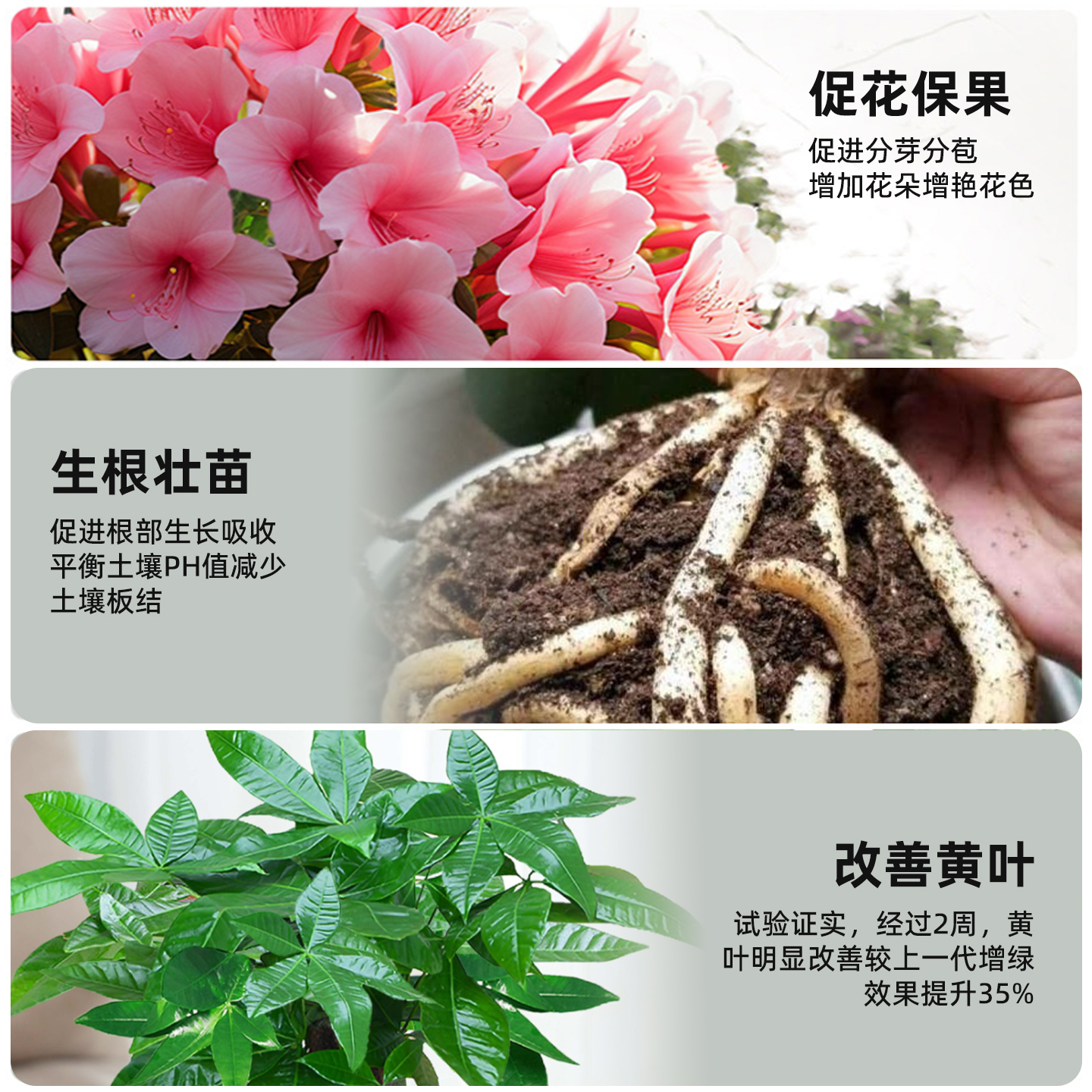 瑞富登扎根特牛微生物菌肥：果蔬生长的秘密武器