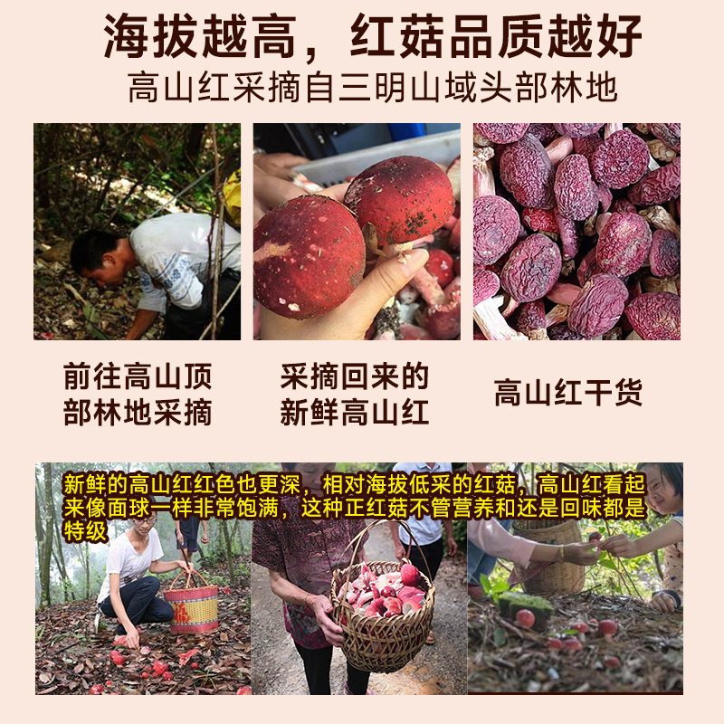AAA级高山月子红野生正红菇：三明原产地，孕妇月子滋补新选择