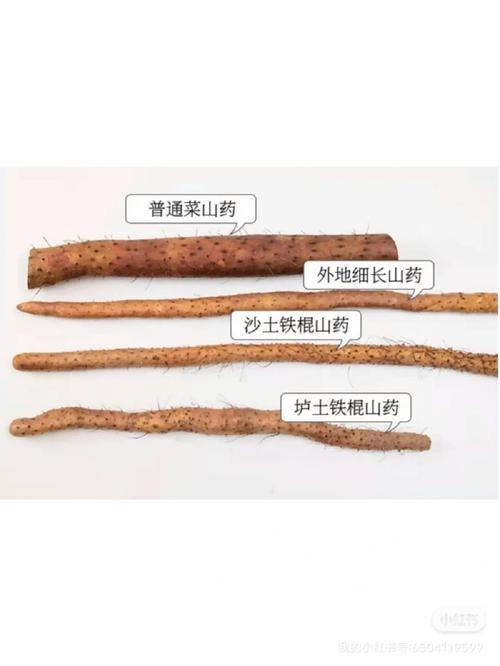 黄山药价格,价格走势与影响因素