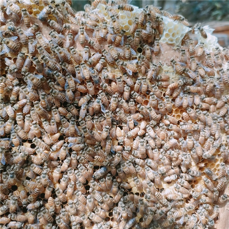 中蜂烂子药囊虫康复液喷剂！蜜蜂烂子灵真的能救蜂群？养蜂人亲测太香了！
