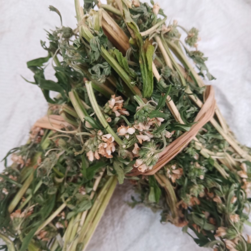 益母草：产后女性的天然守护神，新鲜与干品哪个更适合泡脚？