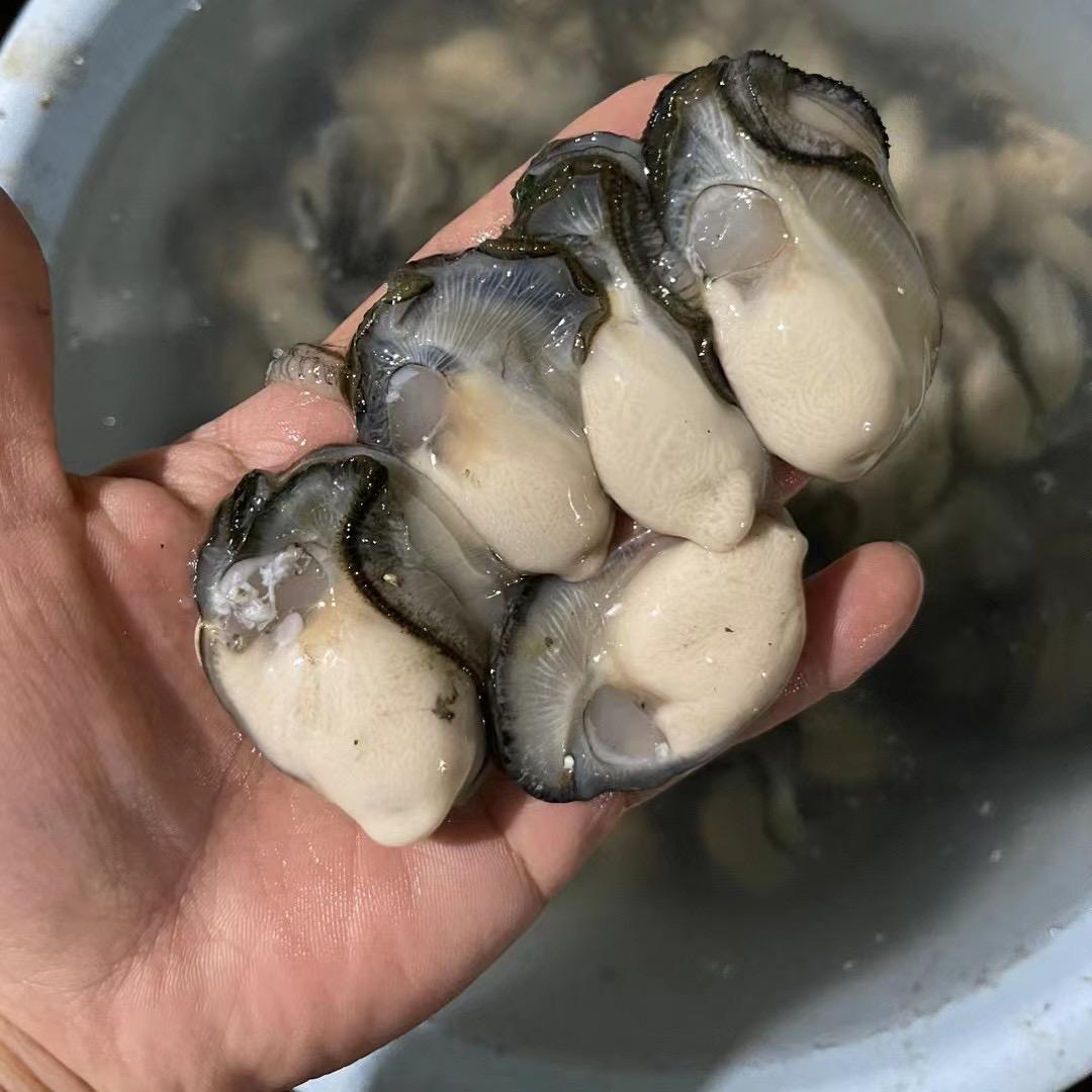 生蚝肉新鲜来袭，2斤装海蛎肉带你解锁海鲜新吃法！