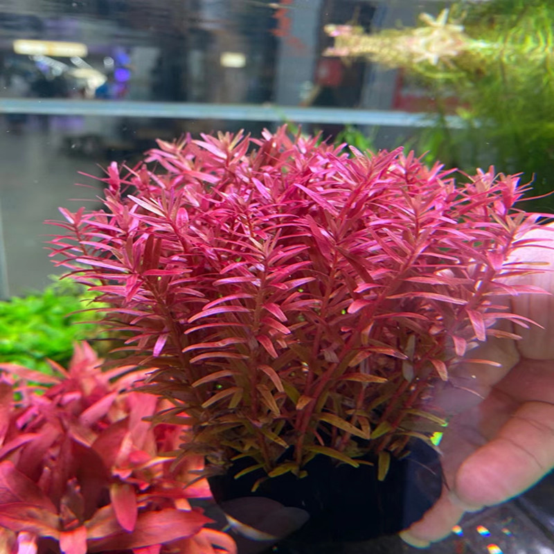 品盈水草灯真的绝！养水草鱼缸必备神器！这波不入亏大了