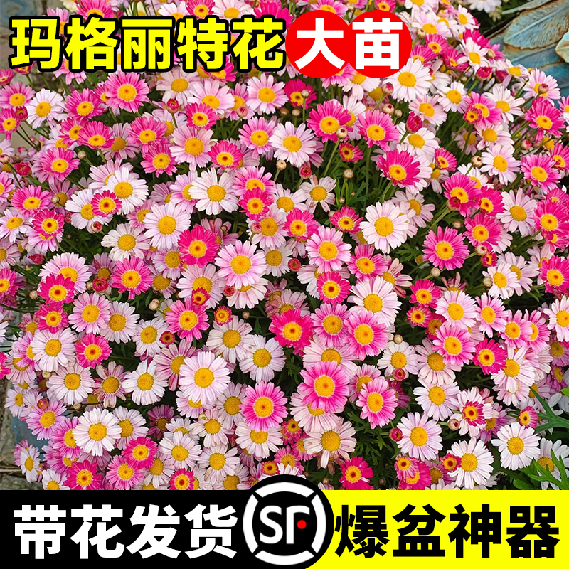 宜家：家居界的巨人，如何构建梦想家园的秘密大揭秘！