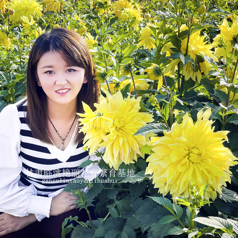 大丽花种球：绿野仙踪里的巨型花，如何在家轻松种出花园仙境？