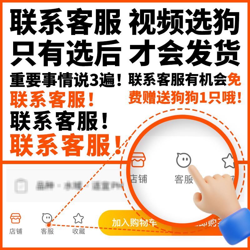 狗金毛泰迪小狗幼犬狗狗狗仔比熊犬博美拉布拉多宠物训练活物柴犬：萌宠大解析，新手必看的宠物训练全攻略！