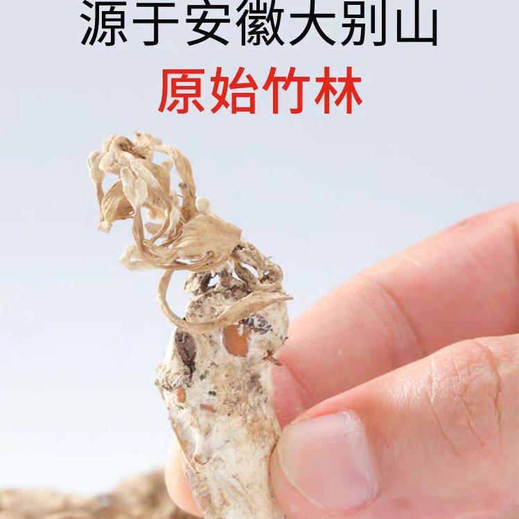 野生金蝉花100克：安徽大别山竹林的新鲜宝藏，虫草花中的王者