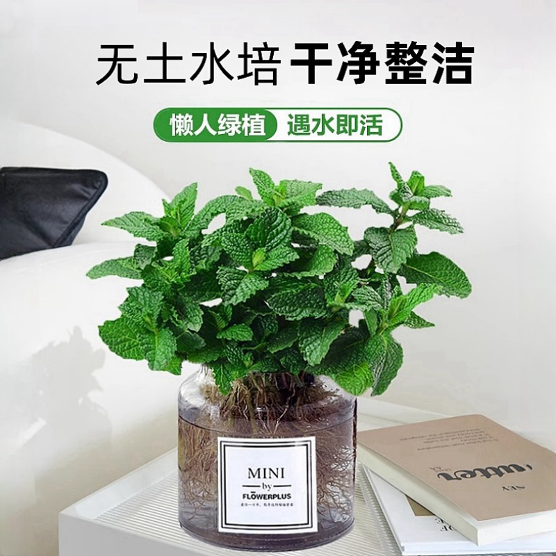e27全光谱植物生长灯：点亮你的绿色梦想，室内园艺的秘密武器！