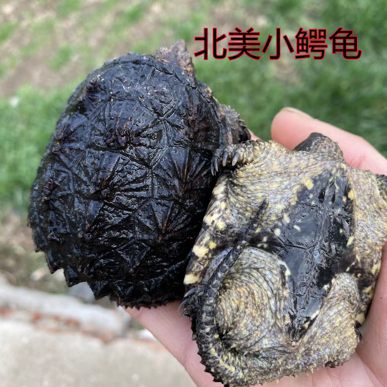 北美小鳄龟：霸气纯正血统，佛系养宠新选择！