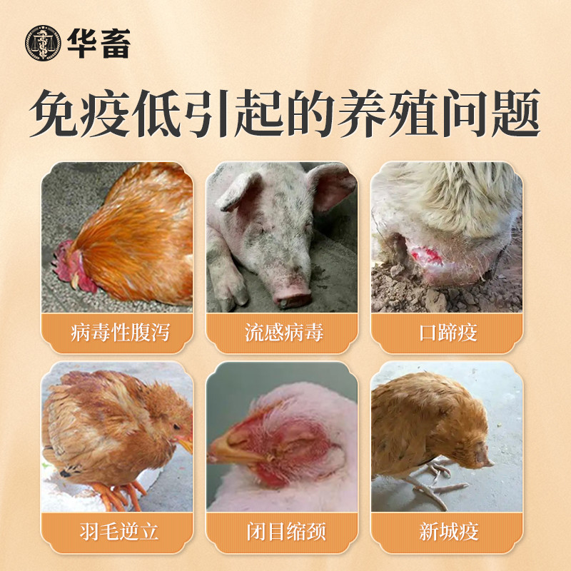 华畜黄芪多糖：猪牛羊鸡鸭鹅的超级免疫力守护神，饲料添加剂新宠儿