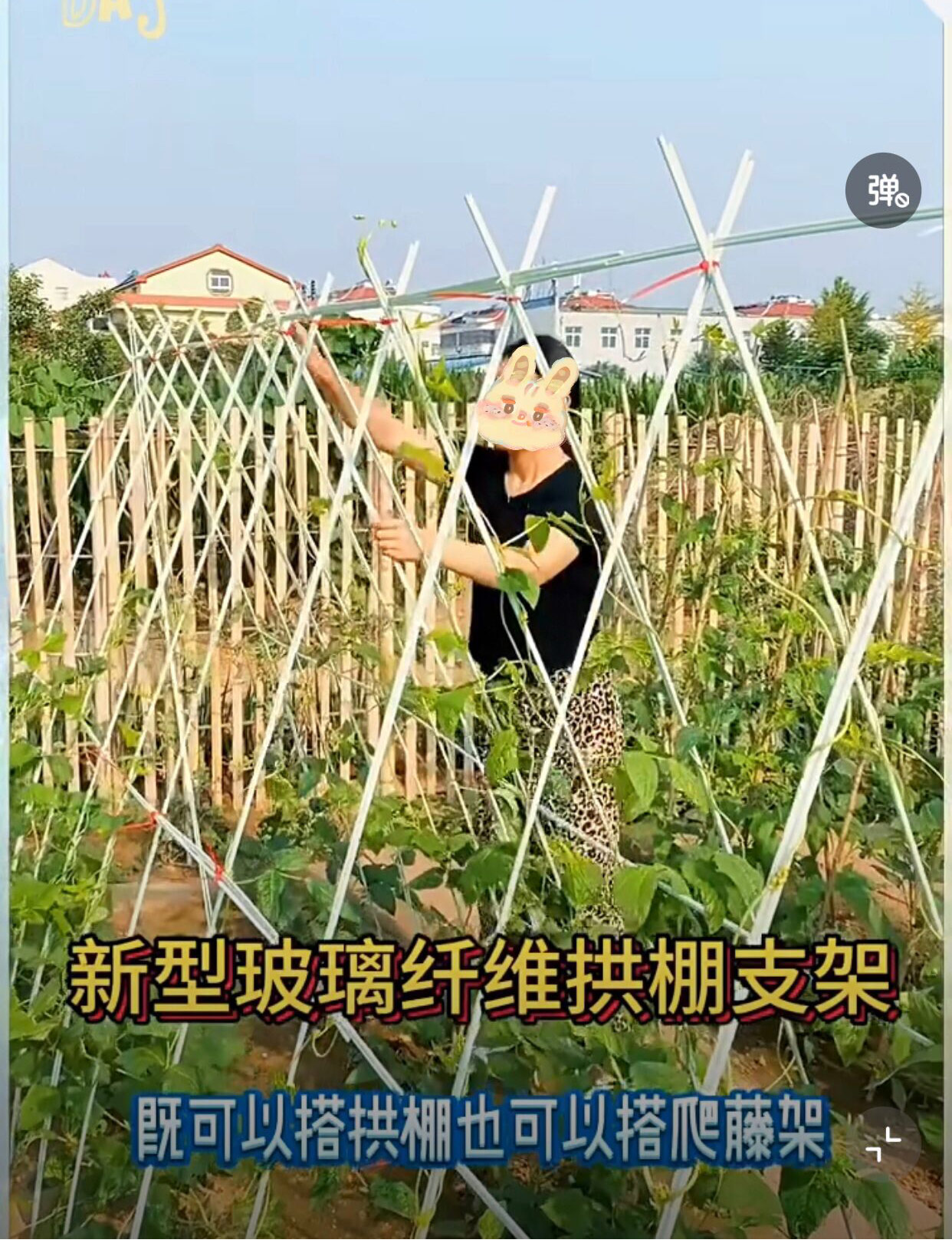 黄瓜丝瓜豇豆角爬藤神器大揭秘：如何搭建高效农用拱棚支架？