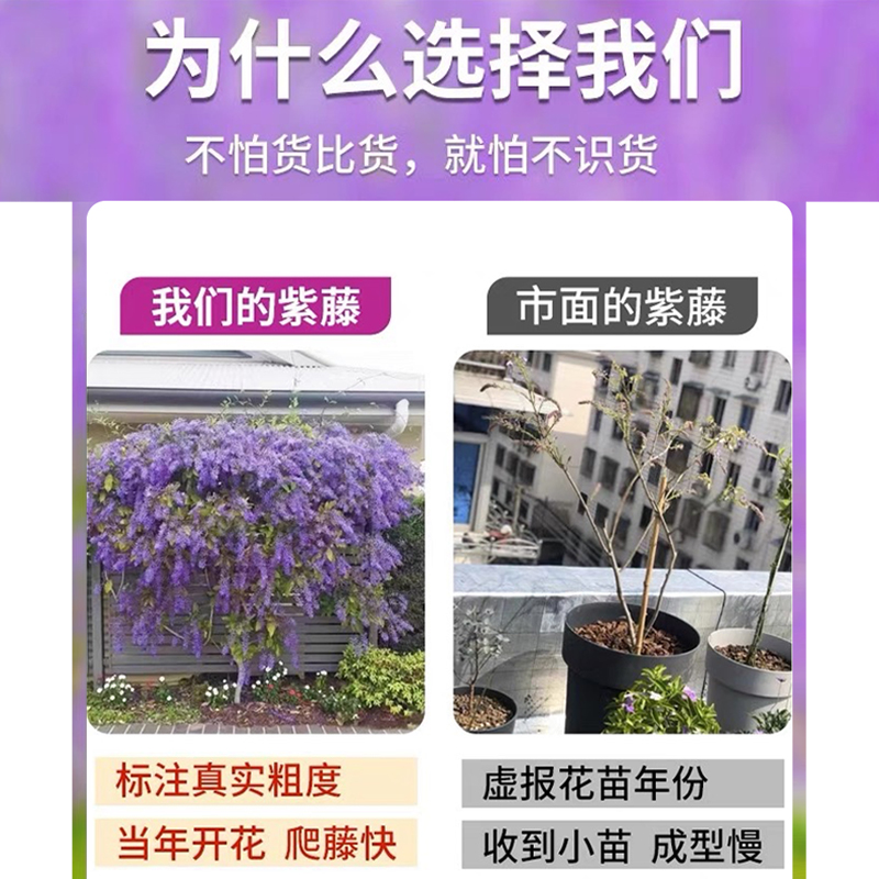 庭院里的浪漫风景：紫藤花树苗，打造你的梦幻花园！
