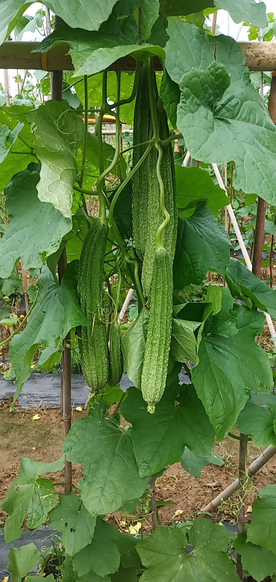 夏丰一号丝瓜种子：夏秋种植的绿色革命，带你解锁丝瓜种植新高度！