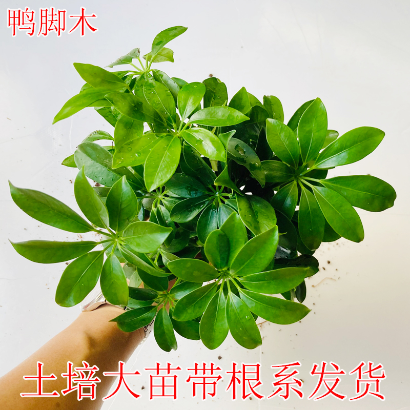 如何在闲鱼二手市场找到茶桌转让信息？
