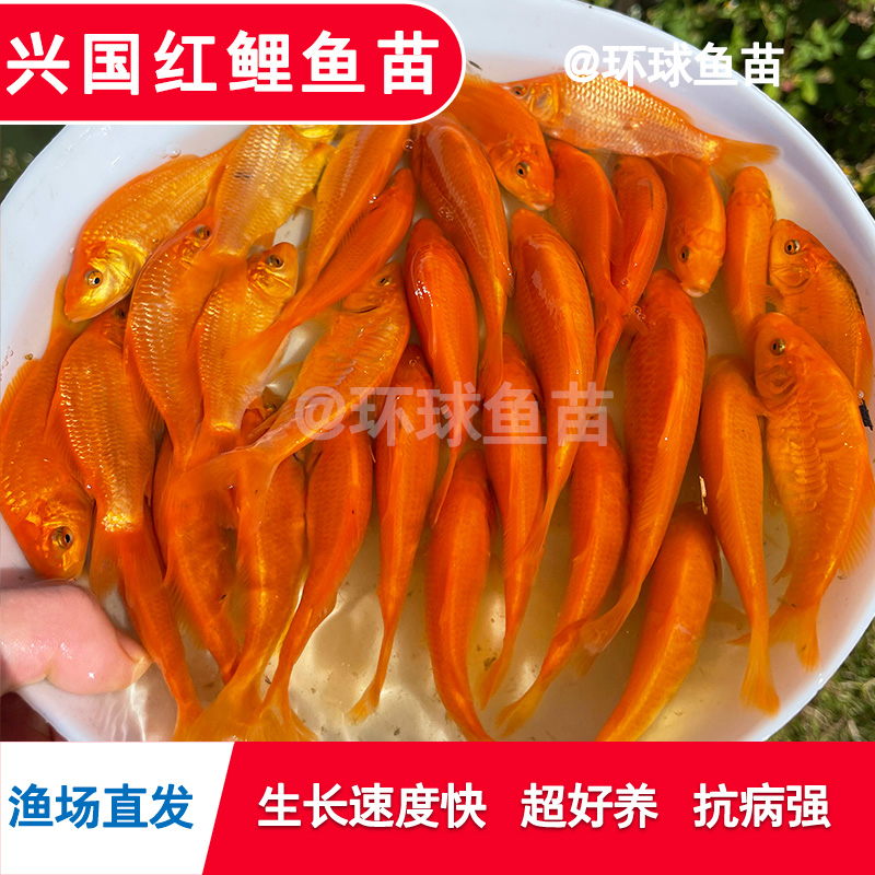 兴国红鲤鱼苗：从餐桌到观赏池，一网打尽的淡水鱼养殖全攻略！