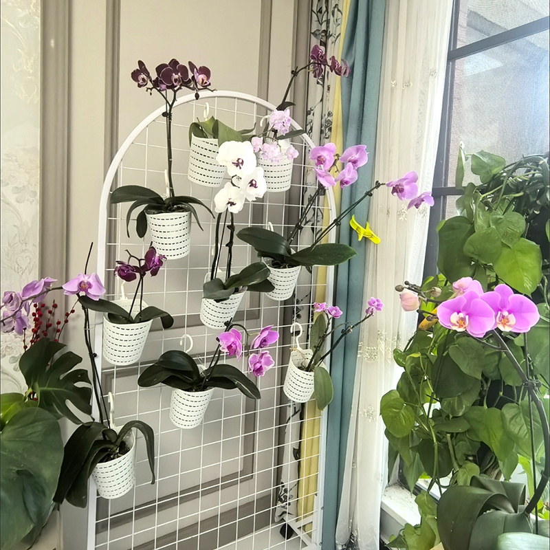 蝴蝶兰懒人盆大揭秘：轻奢高级感阳台墙壁挂式塑料花盆，养花新潮流！
