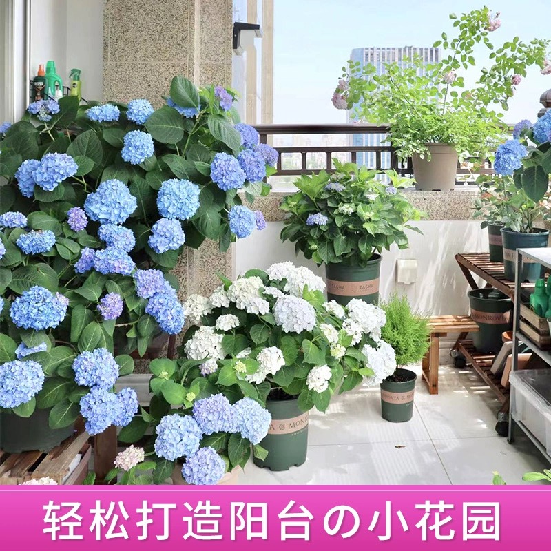 花彩青根重瓣大花菖蒲：打造梦幻花园的秘密武器！