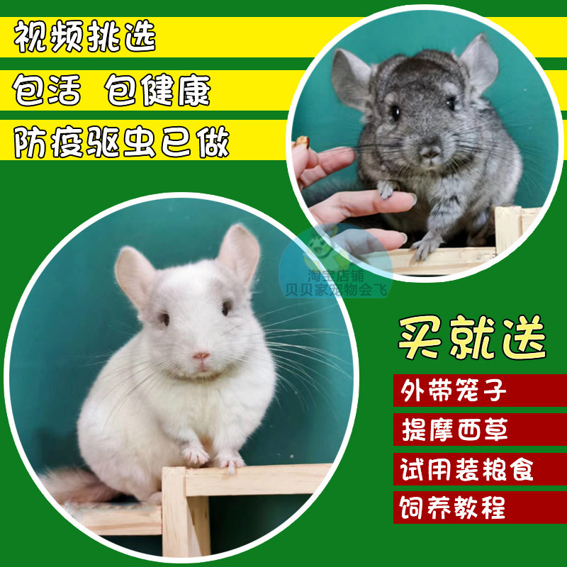 超萌龙猫幼崽，紫灰标灰银斑米色宝宝，自家繁殖，视频选猫，快来领养吧！