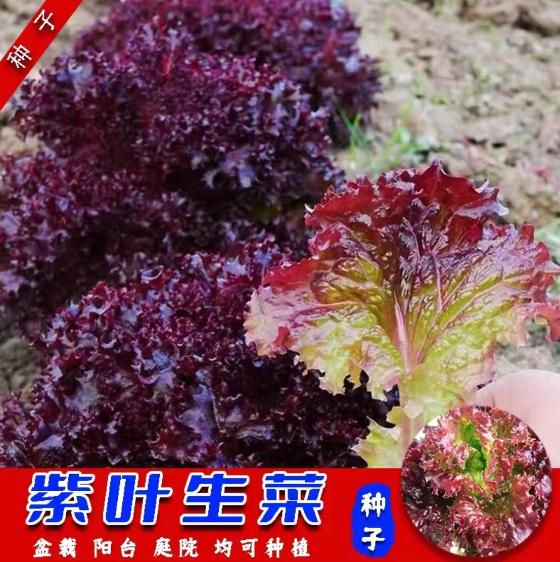 正品现货直发！新疆戈壁记忆佩优棘不提油不取籽沙棘果粉500克|罐，天然营养的秘密武器！