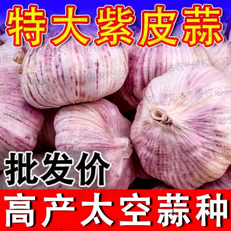 2024云南特产紫皮大蒜：吃出健康，种出乐趣，发蒜苗蒜苔轻松拥有！