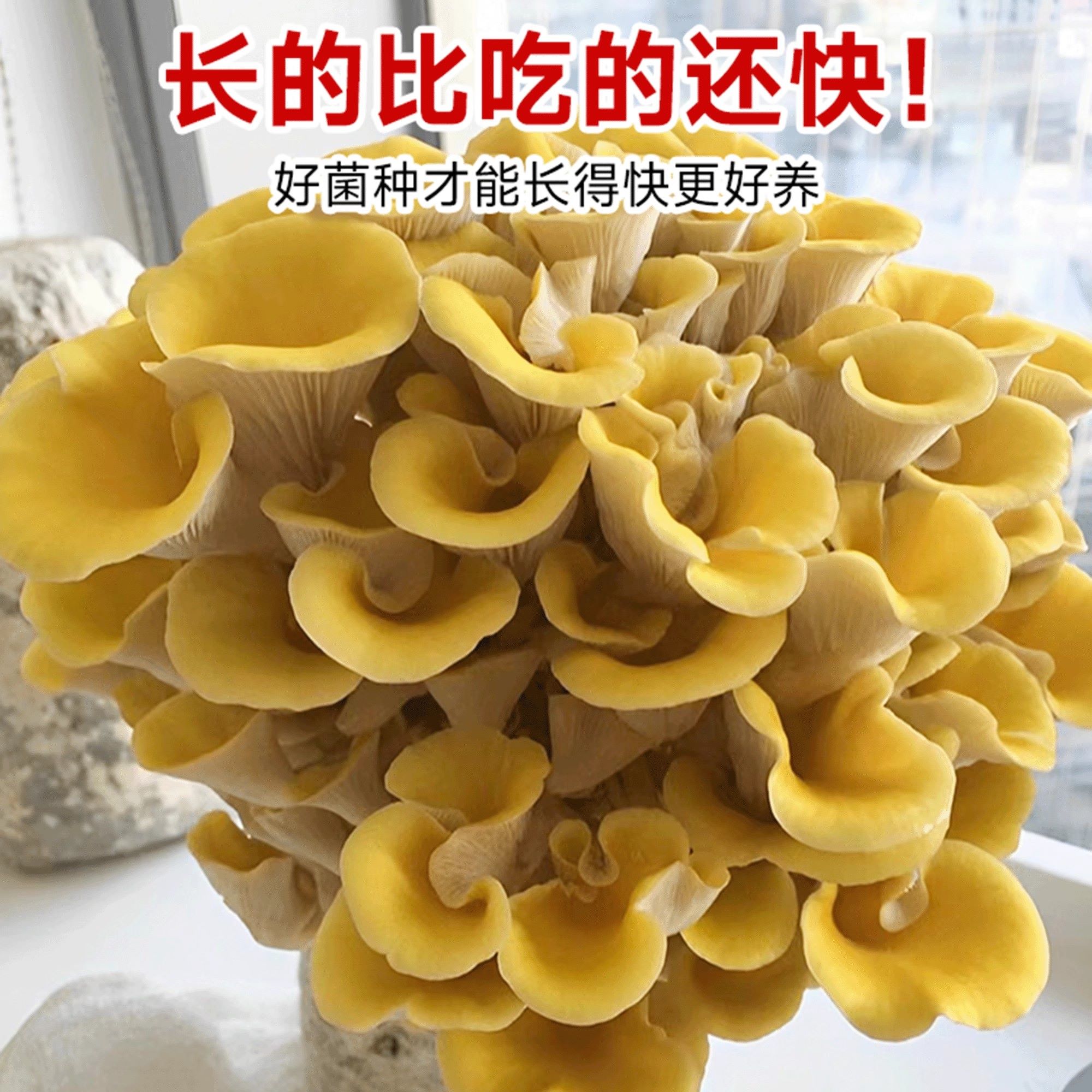 种植细菌星球蘑菇：探索神秘自然界的奇妙之旅！