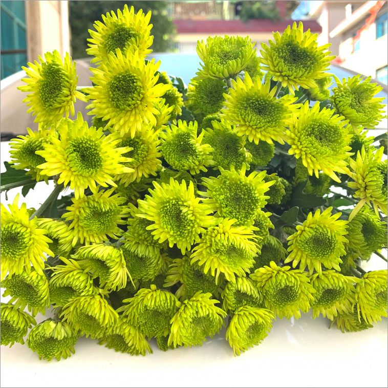 鲜花花束小雏菊：从云南昆明基地直发，速递同城配送，完美生日礼物520情人节必备