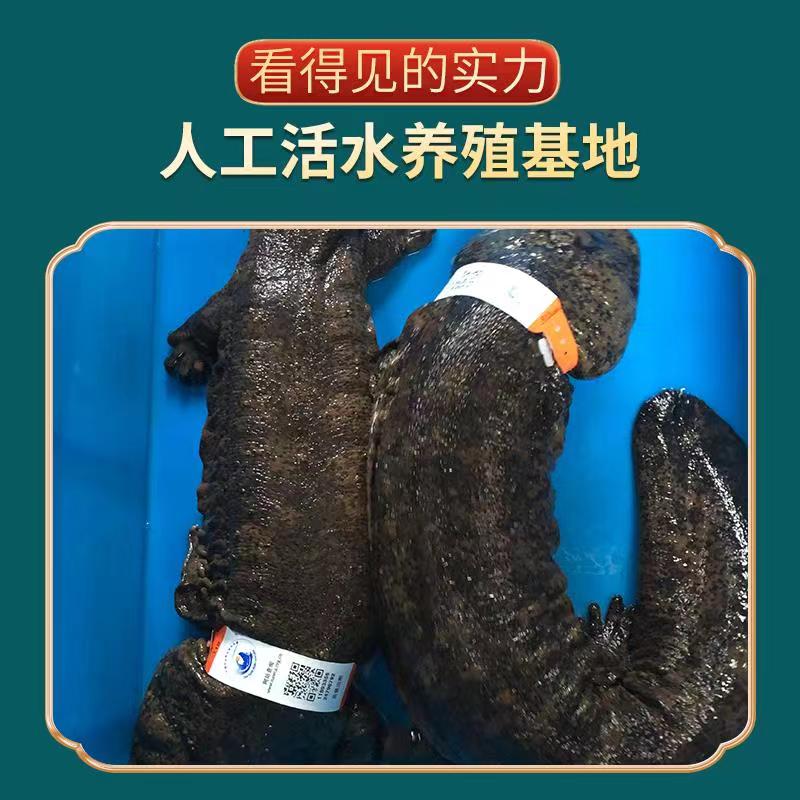 娃娃鱼6斤一条：鲜活食用活体生鲜大鲵，是你餐桌上的新宠儿吗？