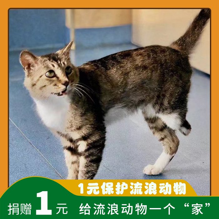 【每日一善】动物救助公益三小时，让每一只小流浪重获新生！